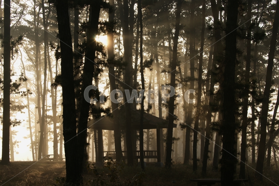 풍경,안개,소나무,숲,정자,휴식,자연,풍경,nature,landscape