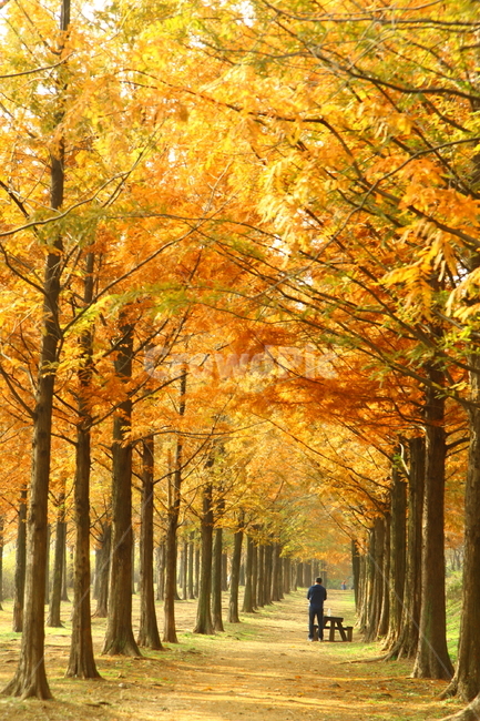 tree,나무,plant,식물,maple,단풍,human,인간,person,사람,가을,메타세콰이어,서울,metasequoia,fall,autumn,가을,계절,fall,autumn,season,자연,풍경,nature,landscape