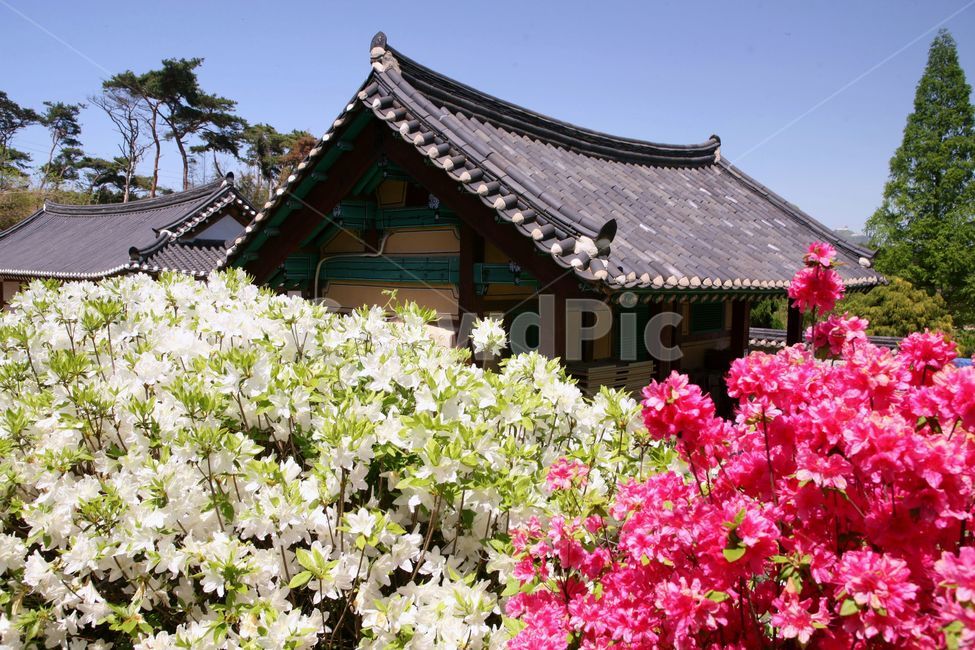 고건축,건축,전통건축,한옥,한국문화,기와집,역사,한국관광,한국,꽃,철쭉,나무,korea,koreaculture