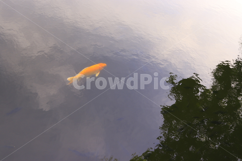 fish,물고기,animal,동물,금붕어,연못,동물,animal,어류,물고기,fish