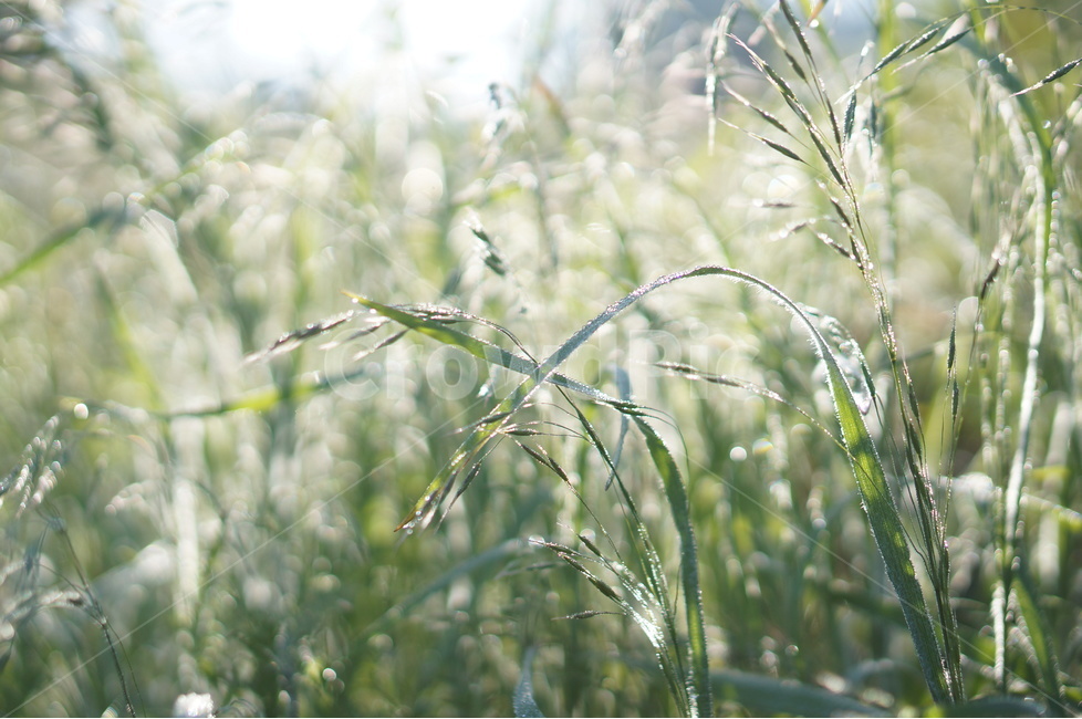 풀,아침,이슬,풍경,빛,식물,자연,plants,nature