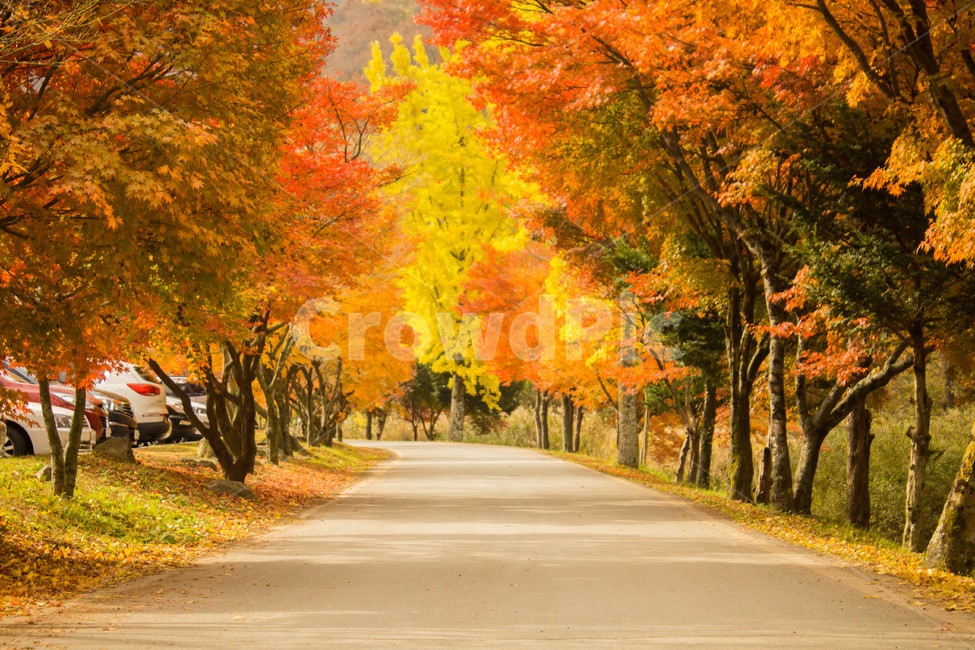 장성,백양사,내장산,단풍,가을,maple,가을,계절,fall,autumn,season,자연,풍경,nature,landscape,한국자연풍경,한국자연경관,korea nature landscape,plant,식물,tree,나무
