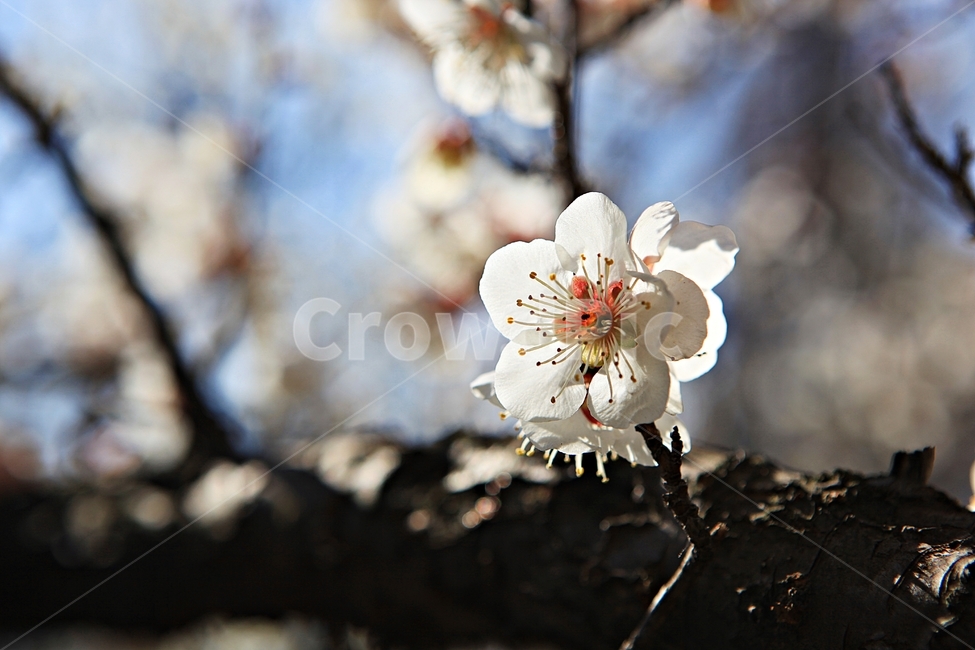 매화꽃,매화,꽃,매화나무,자연,배경,봄,계절,spring,season,식물,자연,plants,nature,꽃,flower,plant