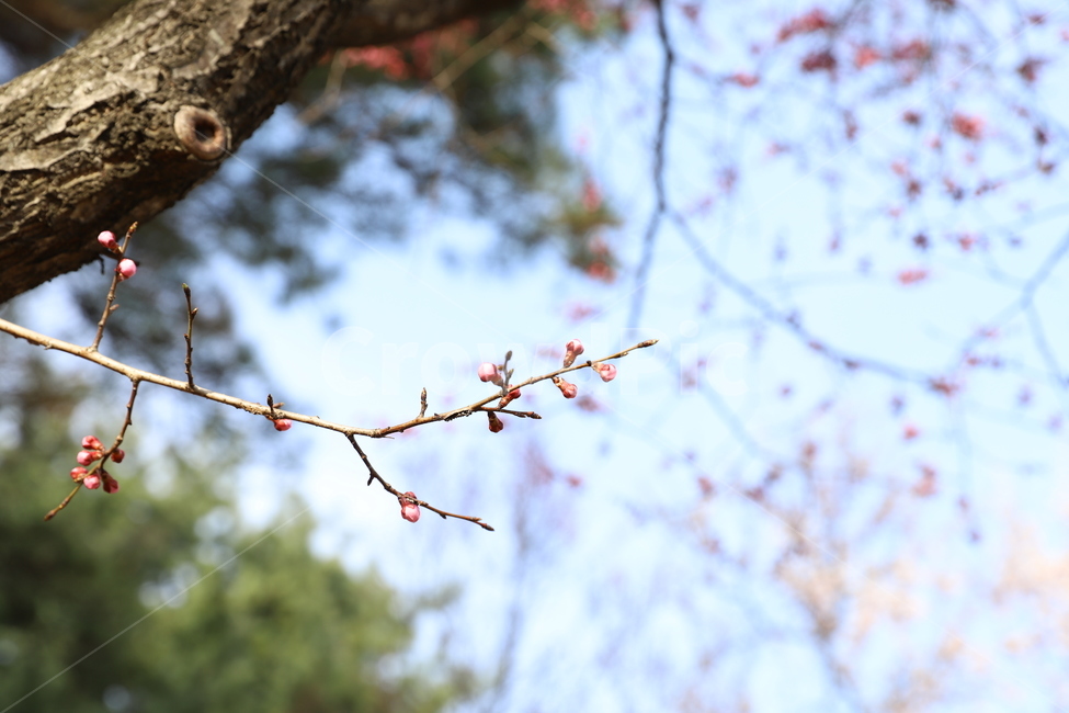 plant,식물,tree,나무,cherryblossom,벗꽃,봄,spring,blossom