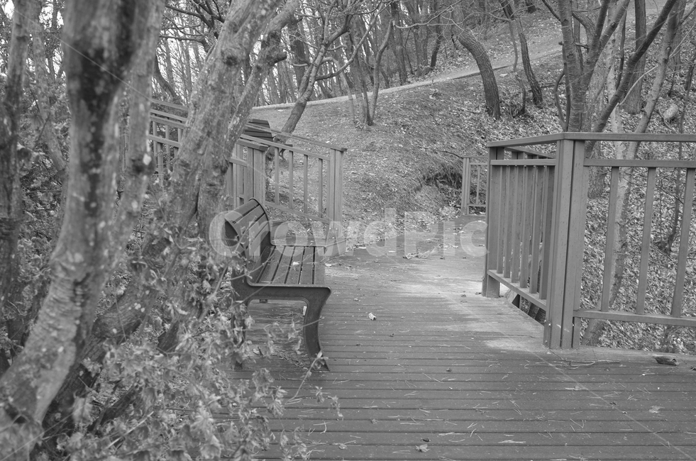 furniture,가구,bench,벤치,plant,식물,tree,나무,park,공원