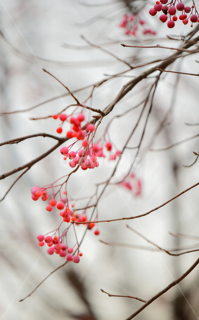 red,tree,열매,나무,가을,plant,식물,과일,열매,fruit