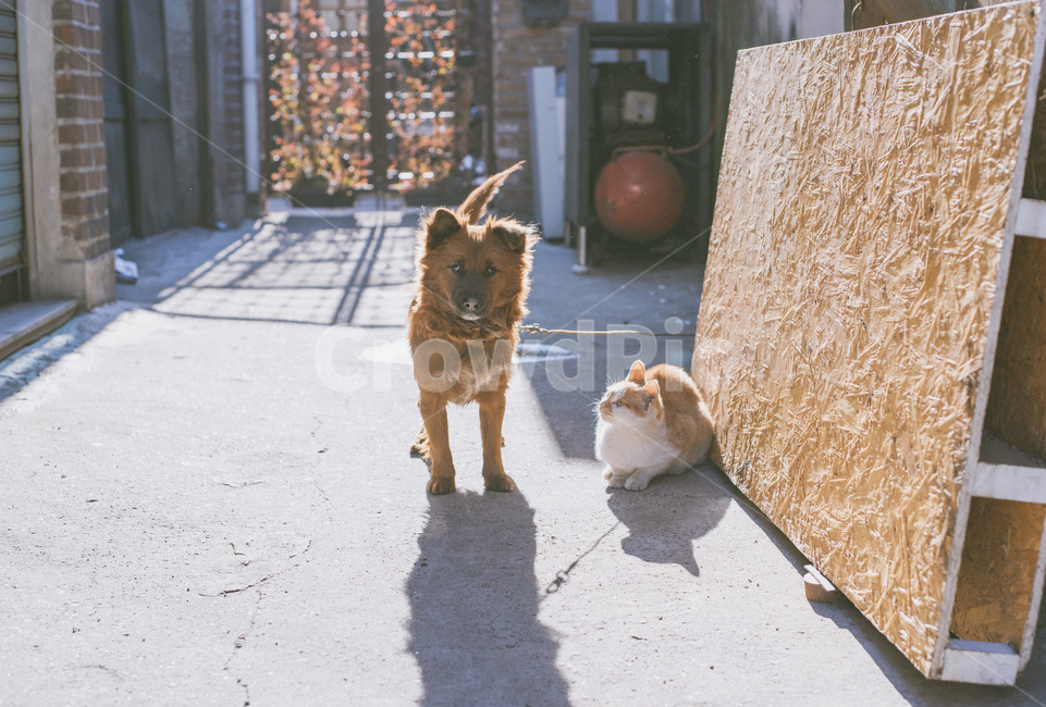 강아지,고양이,동물,교감,puppy,pet,animal,cat,communication,동물,animal,포유류,mammal,고양이,cat,kitten,kitty,개,강아지,dog,doggy