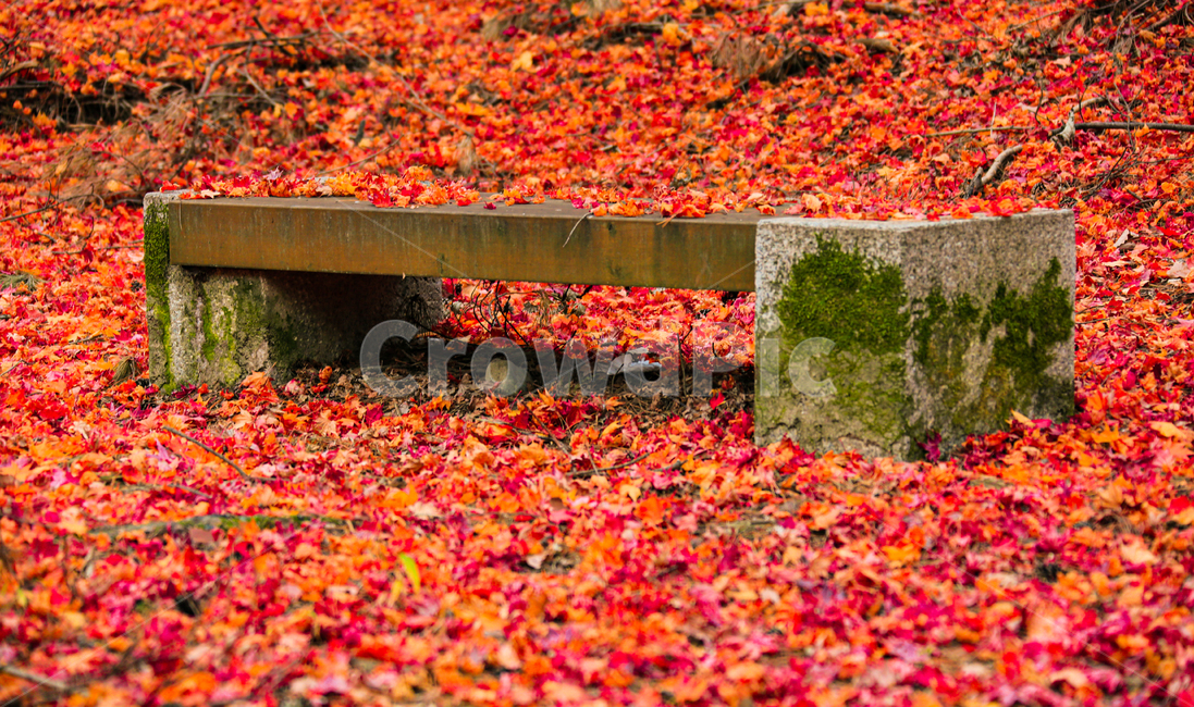 plant,식물,잎,blossom,낙엽,가을,계절,fall,autumn,season