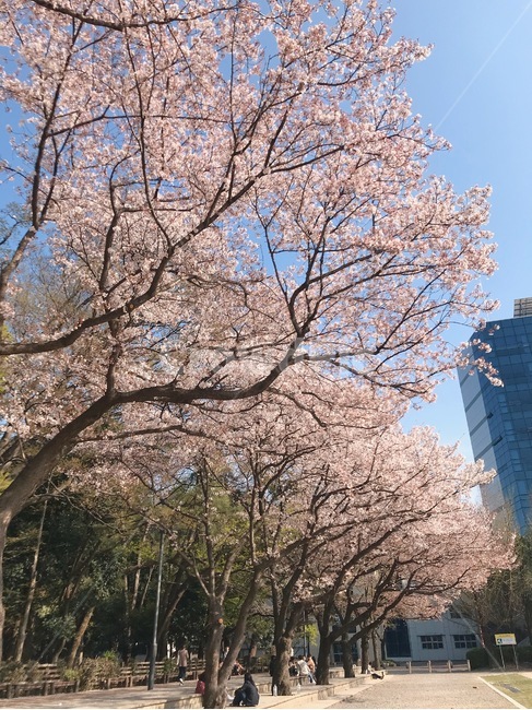 벚꽃,봄,진주,벚꽃축제,캠퍼스