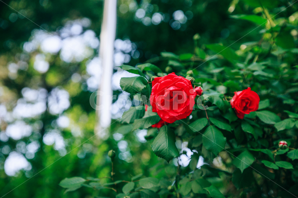 꽃,장미,붉은,빨간,아름다운,5월,자연,식물,꽃잎,잎파리,flower,rose,햇살,햇빛,햇볕,식물,자연,plants,nature,꽃,flower
