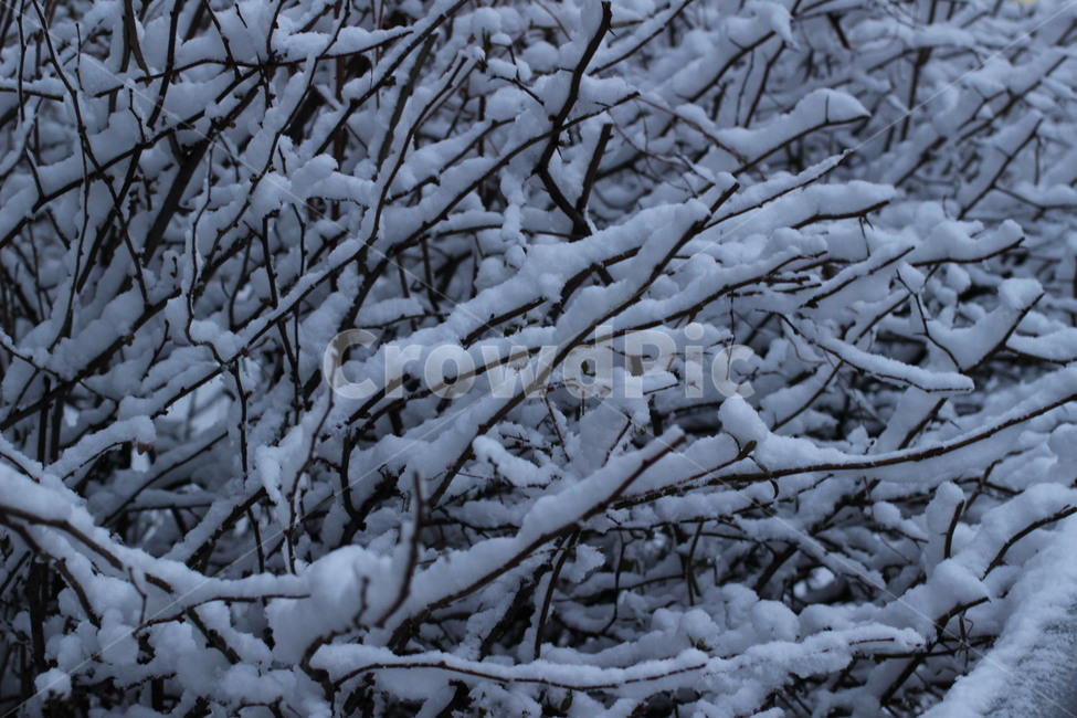 겨울나무,눈꽃,눈내린나무,눈꽃나무,눈꽃세상,겨울,계절,winter,season,식물,자연,plants,nature
