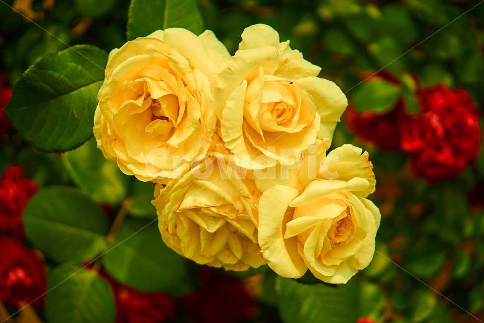 장미,꽃,접사,생화,화분,plant,nature,flower,초접사,yellowflower,rose,노란장미,노란꽃,yellowrose