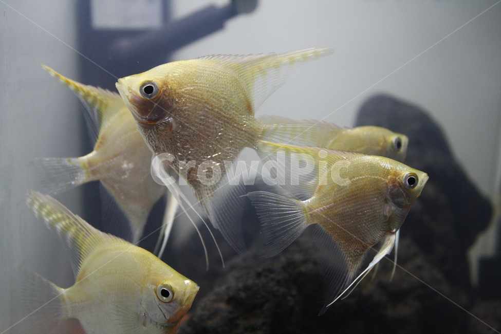 물고기,흰색물고기,엔젤피쉬,작은물고기,열대어,동물,animal,어류,물고기,fish