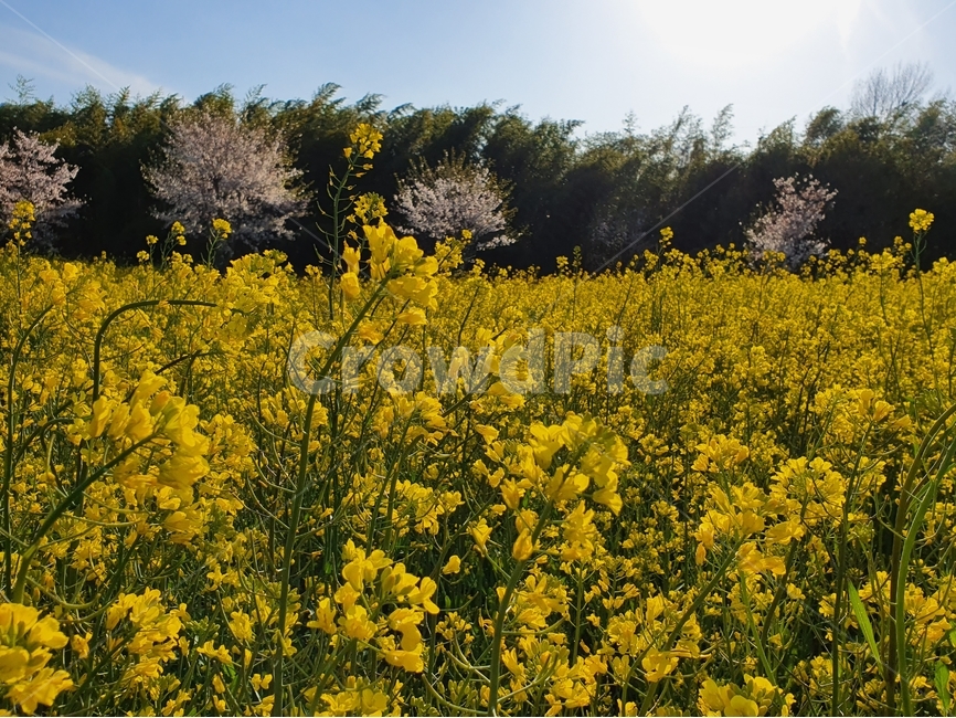 봄,유채꽃,유채,꽃,유채꽃밭,field,flower,blossom