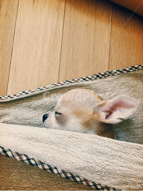 강아지,아기강아지,개,잠자는개,귀여운개,동물,animal,포유류,mammal,개,강아지,dog,doggy