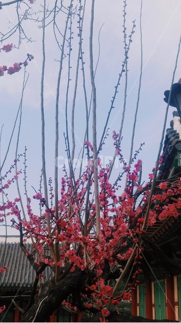 매화,홍매화,봄꽃,공원,서원,flower