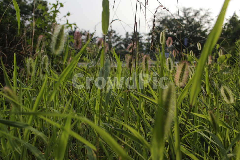 강아지풀,초록색,여름,색감,green,greenbristlegrass,color,summer,감성,sensibility,sensitivity,색채,색상,식물,plant,season