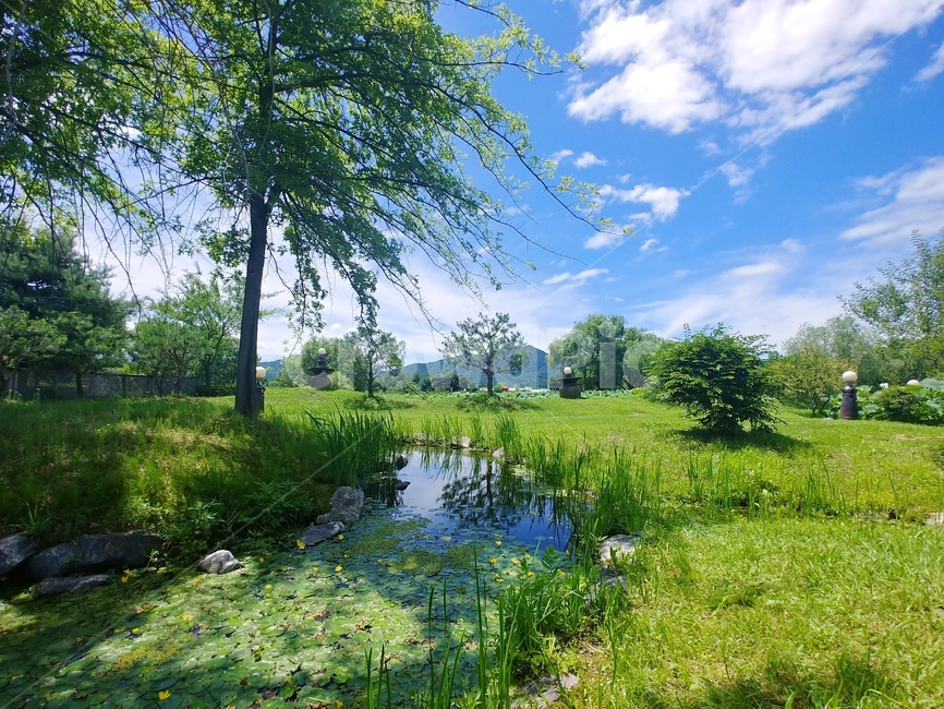 자연,여름,summer,나무,초록색