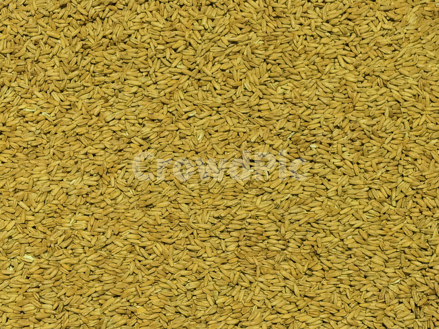 밀,곡식,열매,식물,질감,pattern,texture,배경,곡류,곡식,cereals,텍스처,질감,패턴,texture,pattern