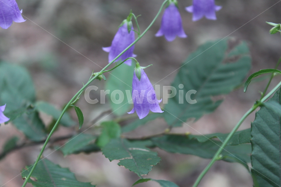 plant,식물,flower,꽃,blossom,식물,자연,plants,nature,꽃,flower