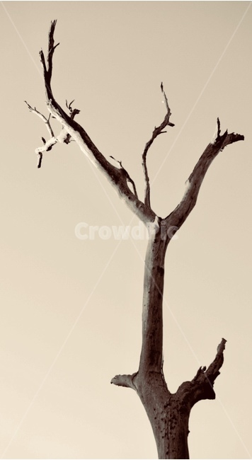 나무,나뭇가지,자연,tree,잎이없는,식물,자연,plants,nature,나무,trees,wood