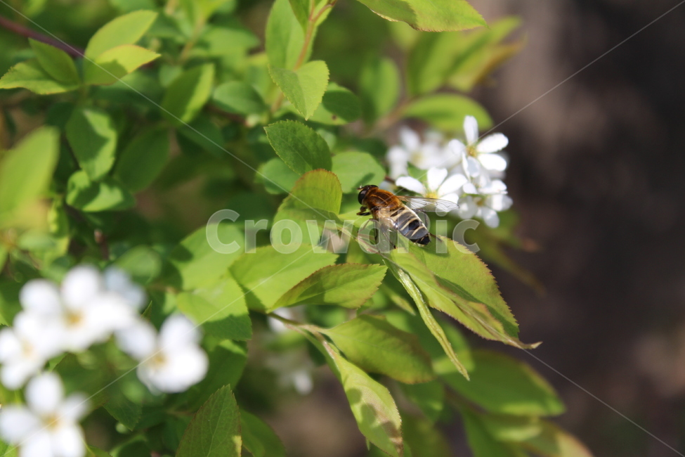 벌,꽃,자연,꿀벌,하얀색꽃,흰색꽃,하얀색초록색,bee,식물