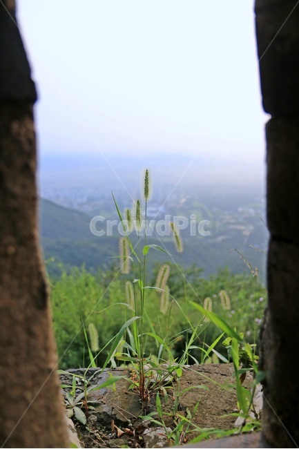 남한산성,강아지풀,야생풀,namhansanseongfortress,foxtail,식물,자연,plants,nature