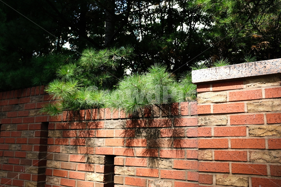 아파트,담장,나무,식물,정원,식물,자연,plants,nature
