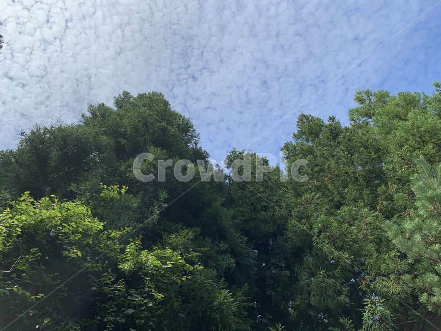 산,하늘,자연,제주,사려니숲길,날씨