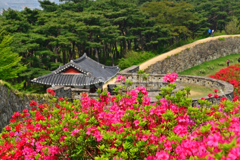 human,인간,person,사람,blossom,flower,꽃,plant,식물,outdoors,옥외,자연,경치,경관,풍경,봄,계절,고창,고창읍성,모양성,유적지,문화재,철쭉,삘강꽃,철쭉꽃,만개