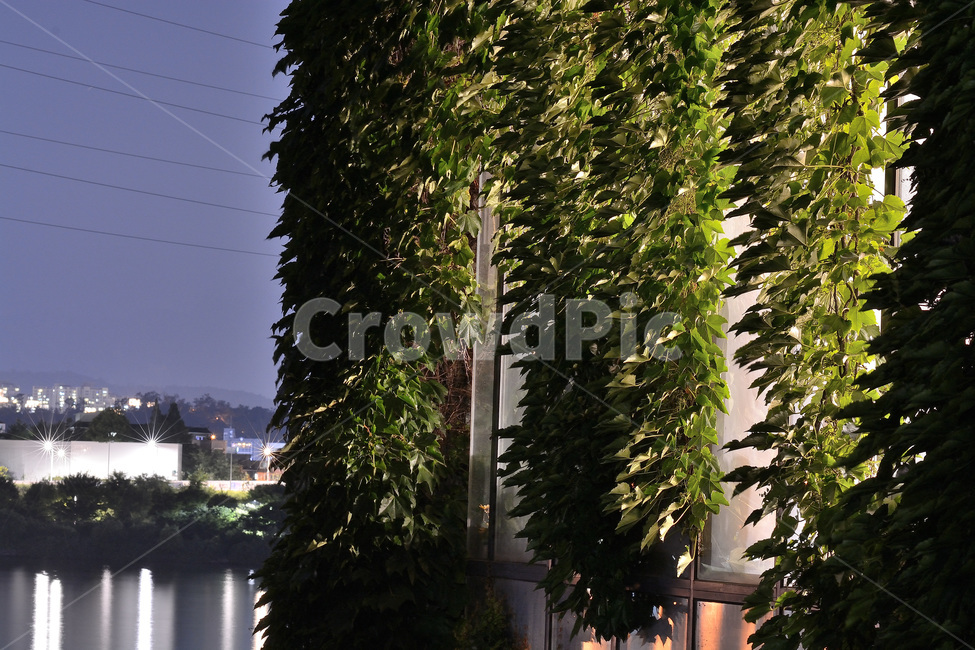 식물,선유도공원,야경,넝쿨,풍경,야경,밤,풍경,nightscape,night,landscape,식물,자연,plants,nature