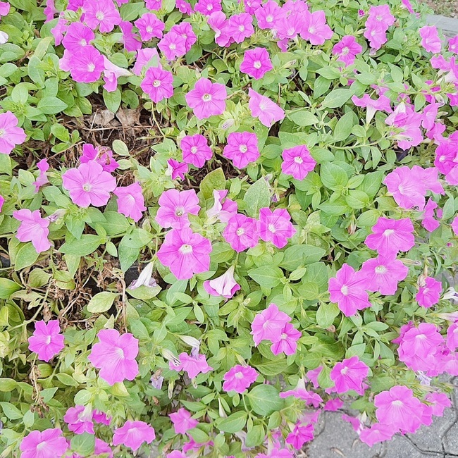 분홍색,꽃,자연,식물,예쁜꽃