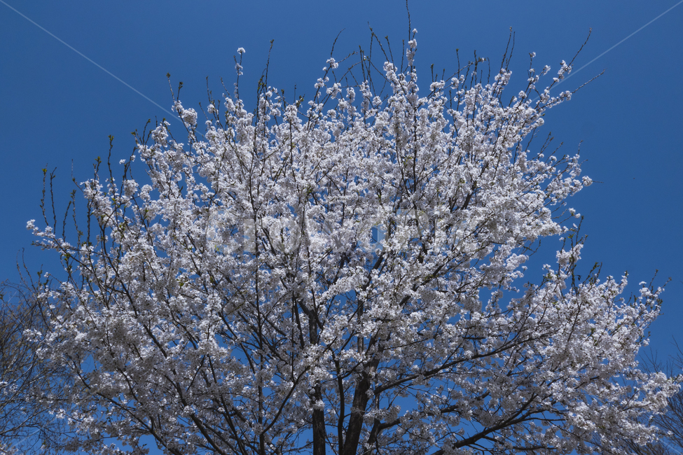 벚나무,벚꽃,꽃,봄,산책,산책길,여유,평화,푸른,하늘,봄,계절,spring,season,식물,자연,plants,nature,꽃,flower,outdoors,옥외,ice,빙