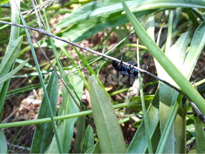 forest,Chinese blue leaf beetle,branch,summer,leaves,grass,plants,wood,animals,macro,green,nature,tree,dry,insects,brown,leaf,branches,chrysochuschinensis,plant,hanging
