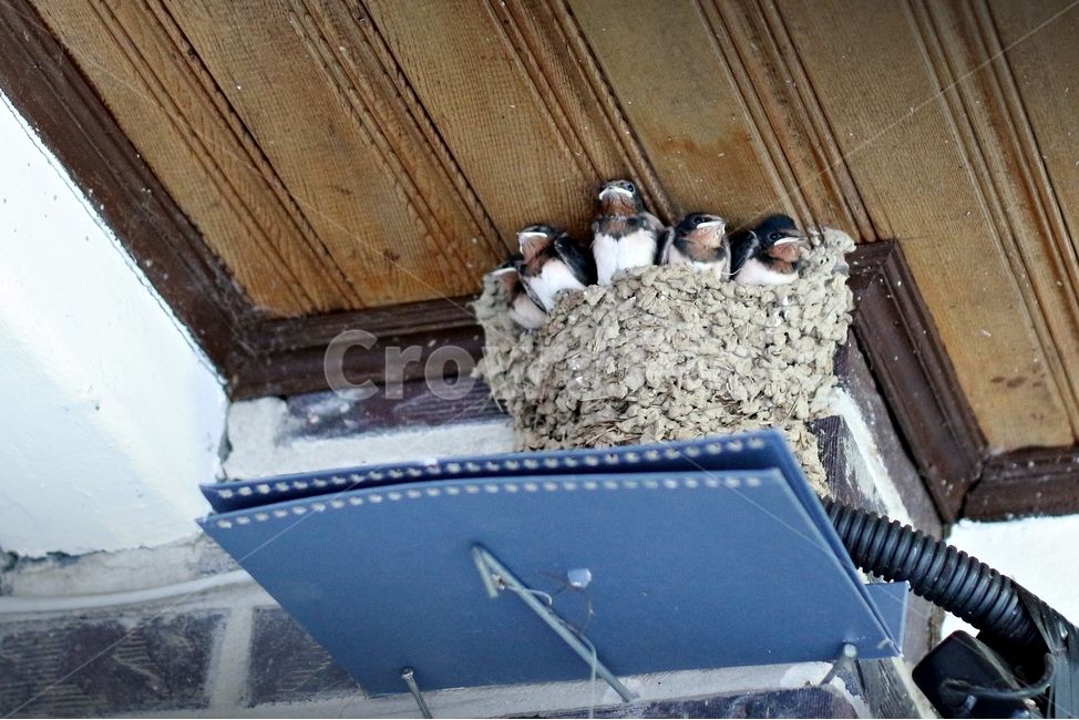 둥지,제비,새끼,제비새끼,천장,새,조류,육아,친근함,bird,baby,동물,동물,animal,조류,새,birds