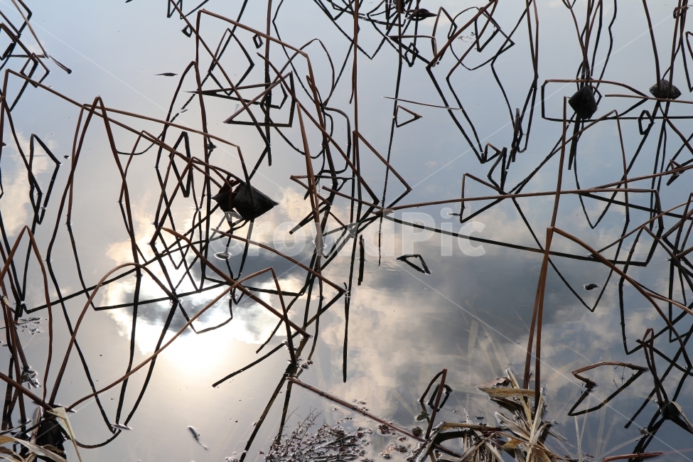 반영,강,연,구름,겨울,식물,자연,plants,nature
