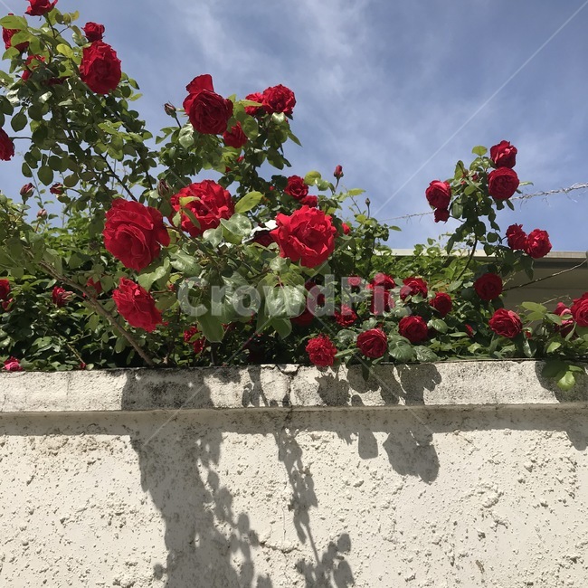 geranium,제라늄,blossom,plant,식물,flower,꽃,red,redrose,장미,빨간장미,whitewall,하늘,sky,redflower,봄꽃,spring