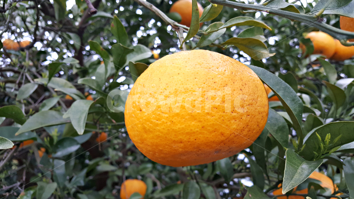 하귤,귤,과일,음식,감귤류과일,감귤,orange,fruit,plant,주황색,과일,열매,fruit