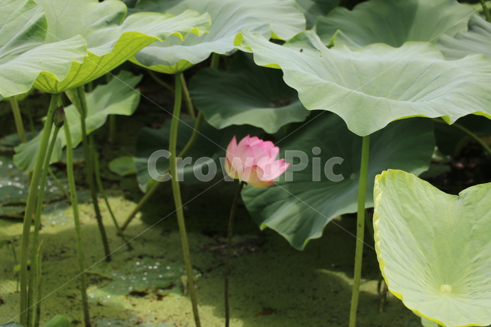 연꽃,연화,연꽃풍경,꽃,분홍연꽃,식물,자연,plants,nature,꽃,flower