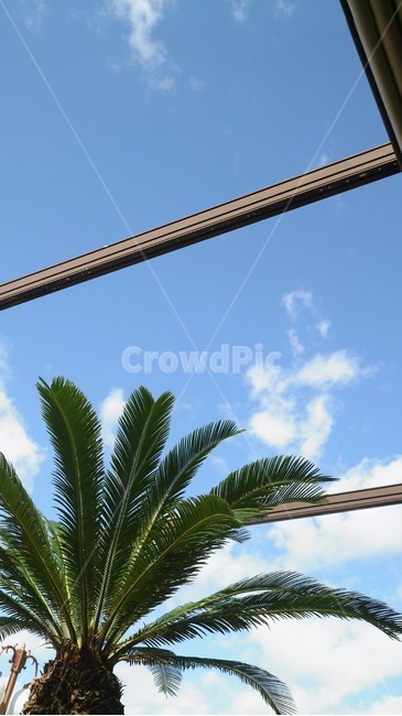 야자수,구름,하늘,창틀,햇살,sky,sunshine,coconuttree,cloud,sunny,하늘색