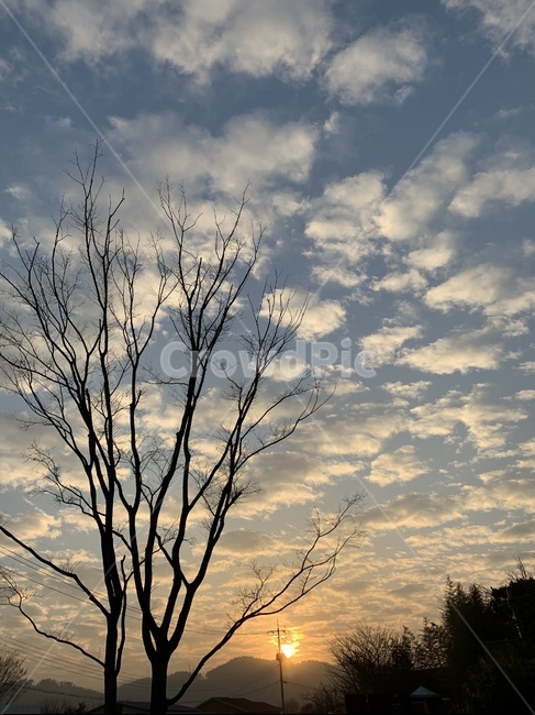 하늘,구름,노을,오후,한적한,나무,일몰