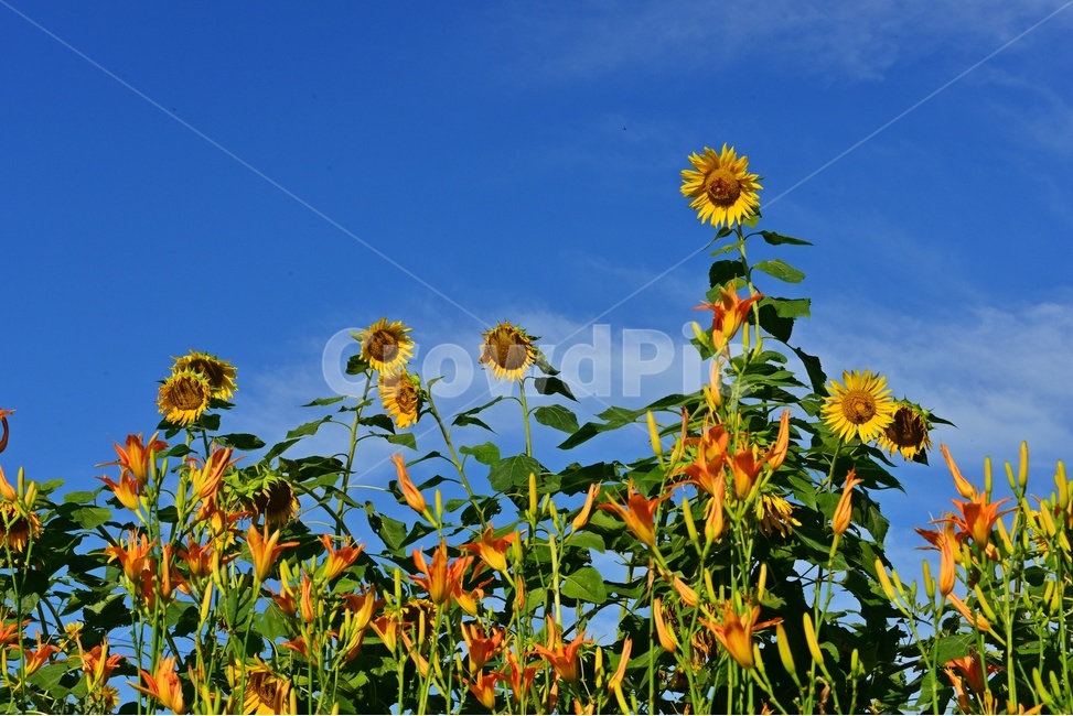 원추리,원추리꽃,해바라기꽃,plant,식물,flower,blossom,꽃,outdoors,옥외,nature,자연,하늘,구름,파란하늘