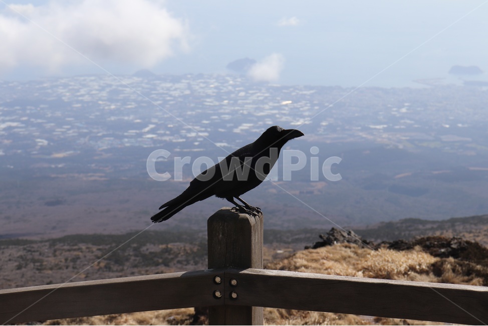 까마귀,새,조류,제주,한라산,제주도,백록담,풍경,crow,검은색,birds,fowls,hallasan,mountain,summit,동물,animal,조류,새,birds