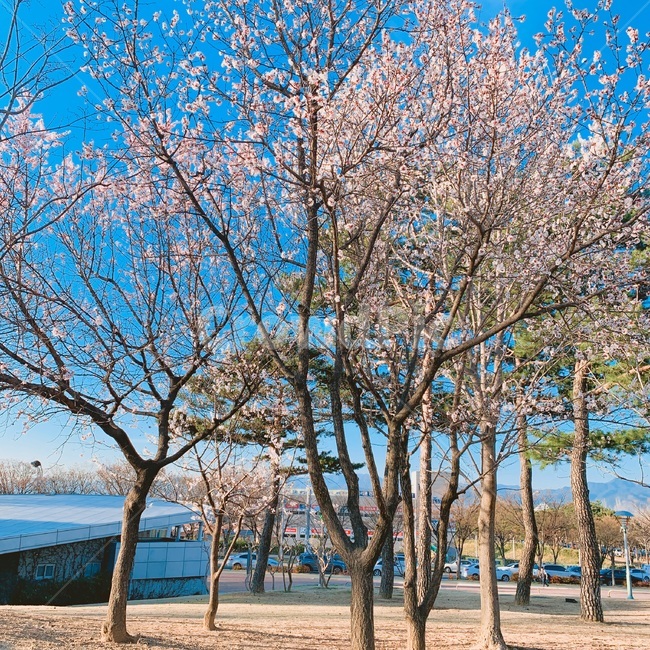 벚꽃,봄,풍경,나무,꽃
