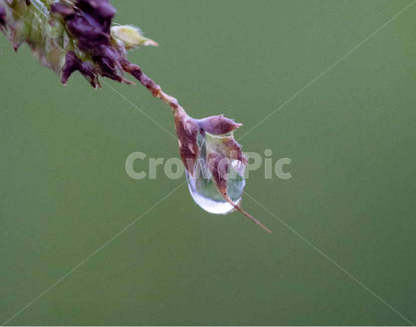 물방울,식물,초록,붉은,green,식물,자연,plants,nature