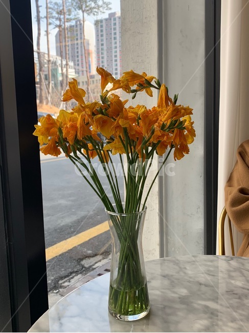 창가,테이블,힐링,사색,꽃병,프리지아,노란꽃,실내용화초,화분,화초,house plant