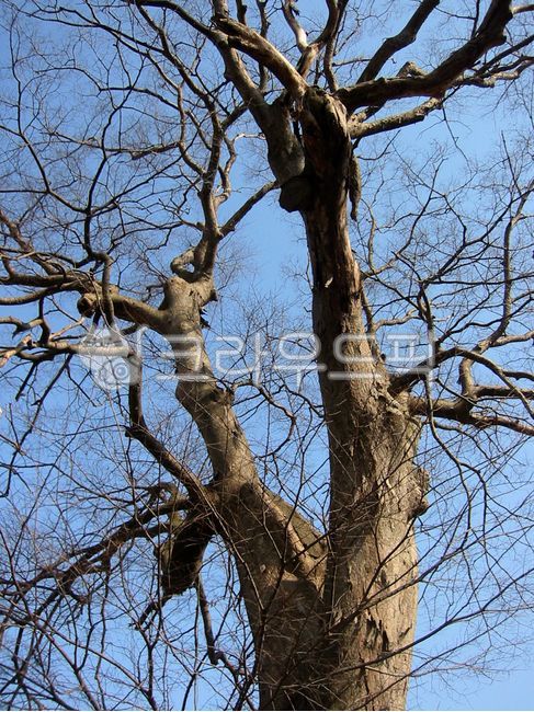 sky,nature,tree branch,tree,branches,branch,barren,tree trunk,plant,treetrunk,treebranch