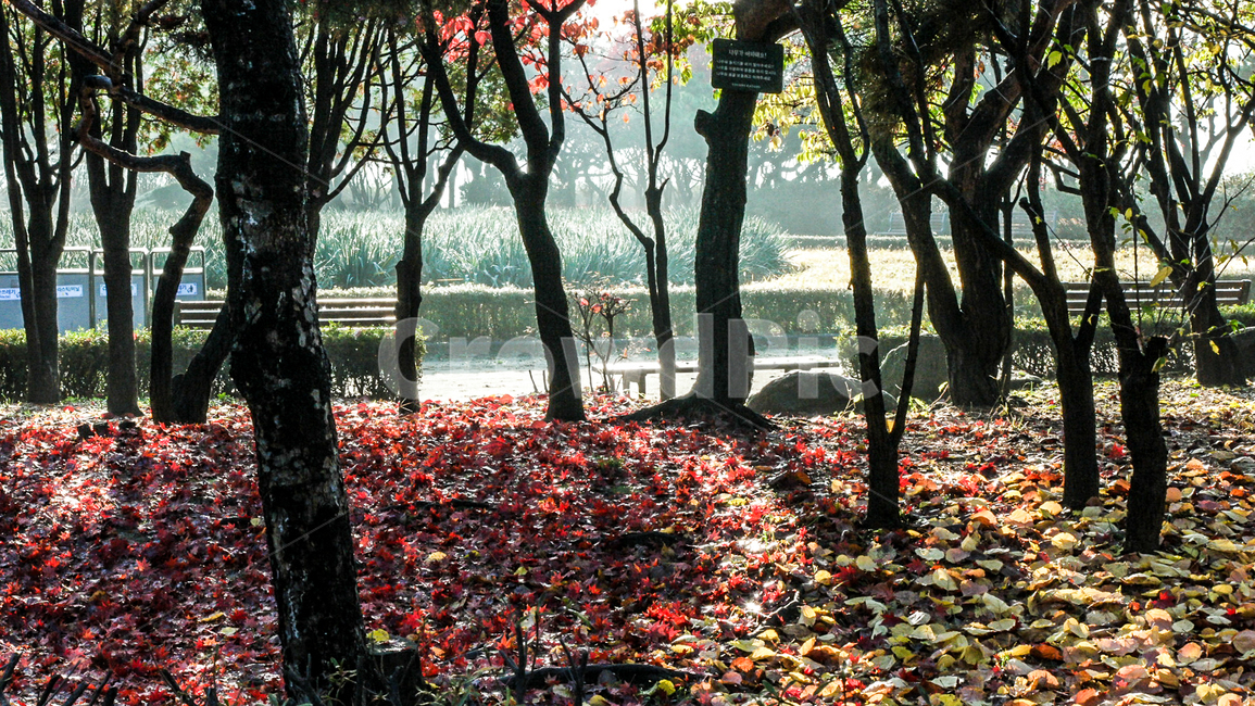 가을,단풍,낙엽,한강,뚝섬유원지,이슬,plant,식물,tree,나무,treetrunk,나무줄기,가을,계절,fall,autumn,season,leaf,잎,tree trunk,나무 줄기