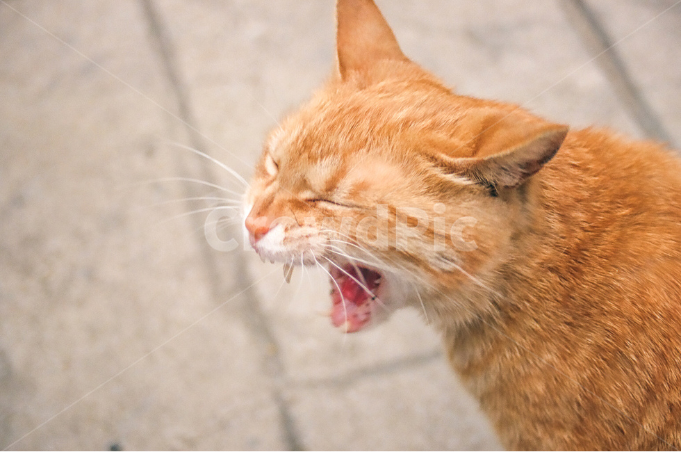 고양이,cat,길고양이,동물,animals,냐옹이