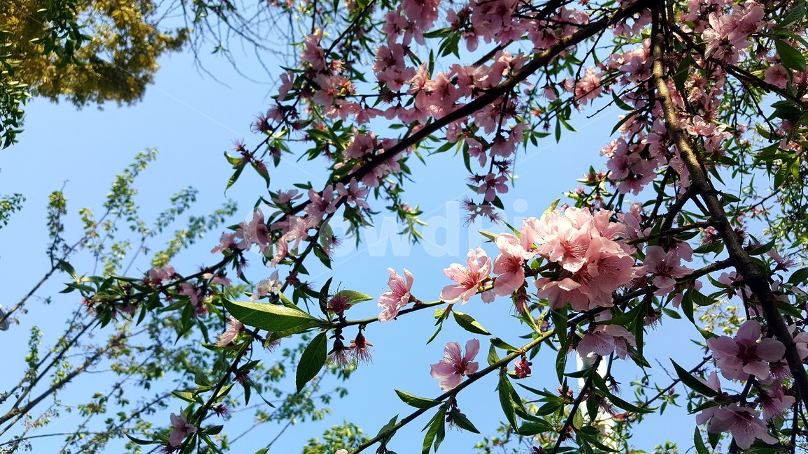 꽃,blossom,flower,식물,plant